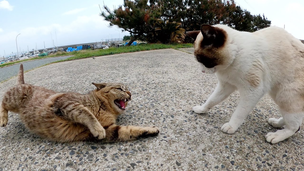 キジトラ猫とシャム猫がナデナデの順番を争って喧嘩する
