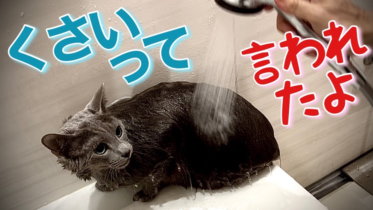ロシアンブルー | 猫はシャワー嫌い? タオルドライは? [Russian Blue cat Kotetsu] Cats hate showers,how about towel drying?