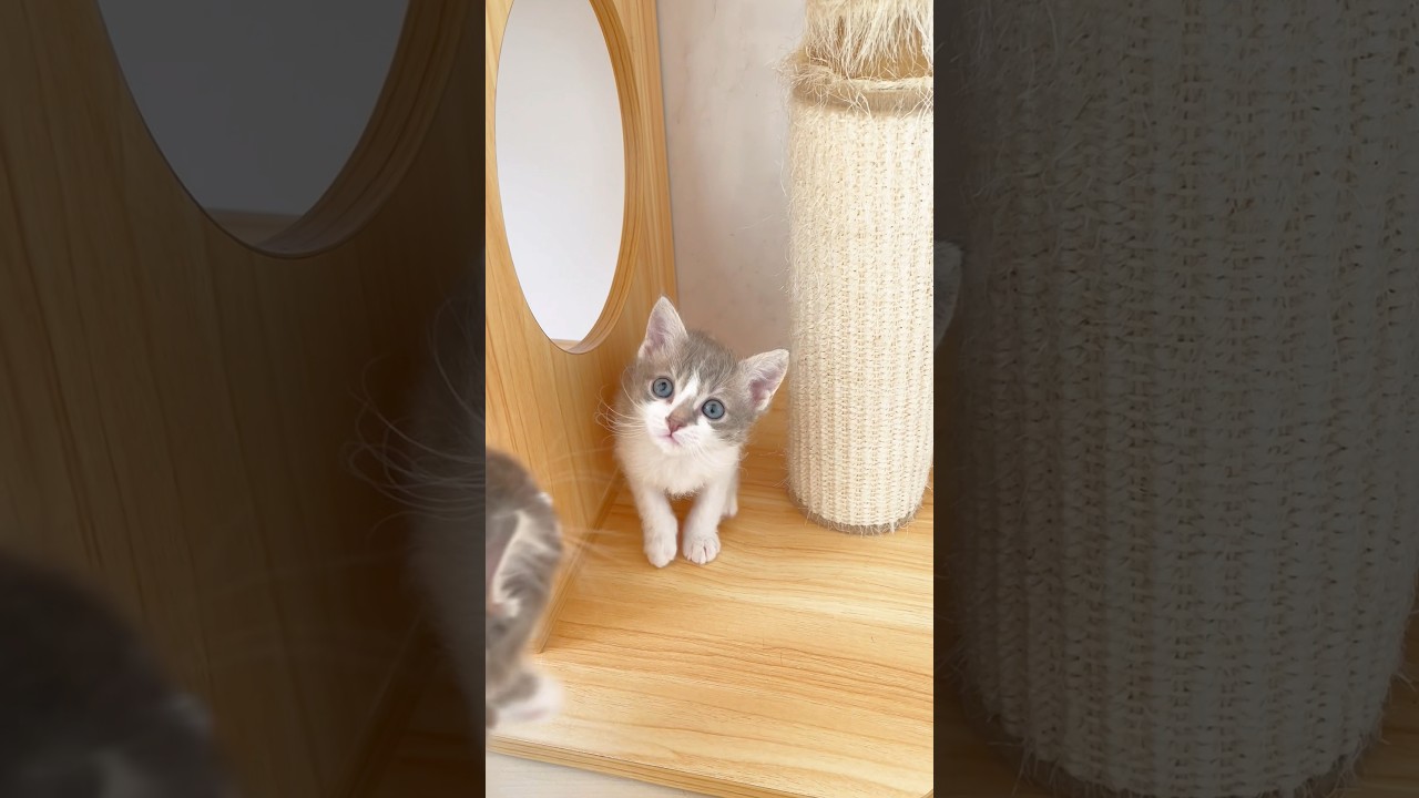 【珍しいにゃんこ】長足スクーカムちゃん♥️ 【お問合せ詳細は説明欄に記載あります】 #ブリーダー直販 #ラパーマ #猫 #猫のいる暮らし #子猫 #マンチカン #ミヌエット #スクーカム