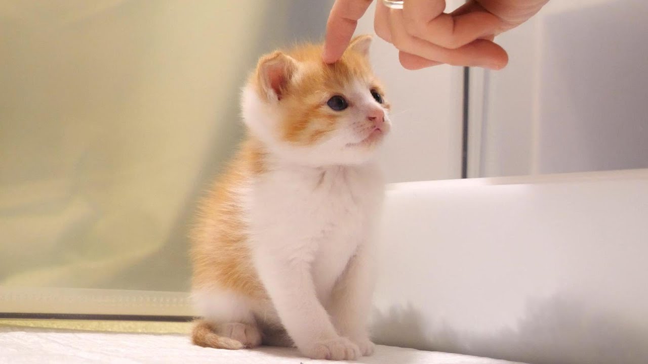 お腹いっぱいのふたりボッチの子猫の頭を撫でられると嬉しそうな表情になる【赤ちゃん猫　保護猫】