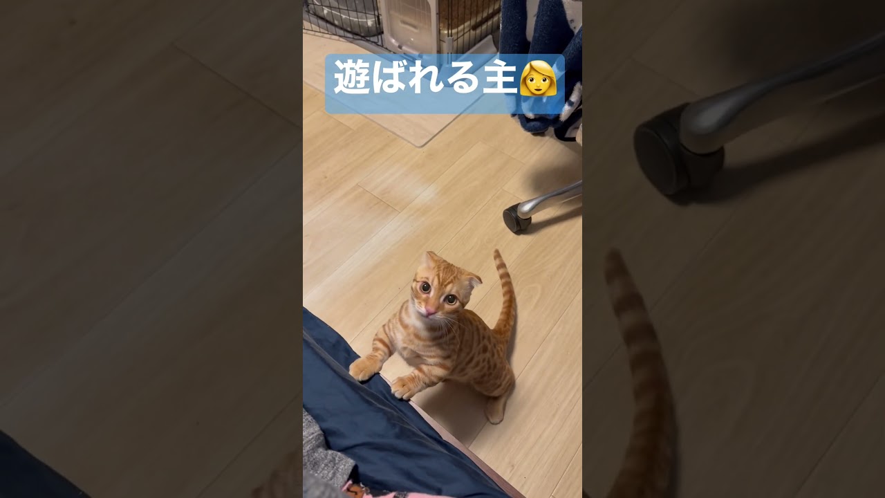 足うんまうんま🐈 #キンカロー #猫 #cat #子猫 #猫のいる暮らし #catlover #고양이 #catvideos #catlovers #catvideo