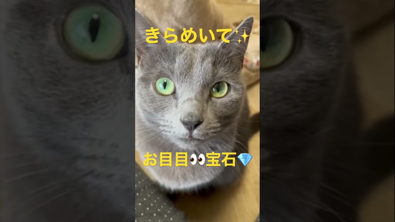 宝石のようなお目目の猫（ロシアンブルー）#shorts