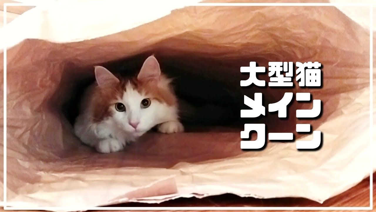 僕の秘密基地はココです【大型猫メインクーン】