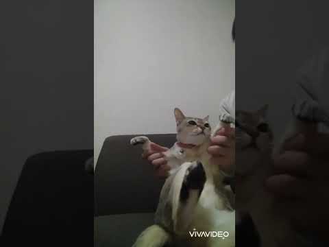 現実逃避したい飼い主に付き合うシンガプーラ猫　#shorts