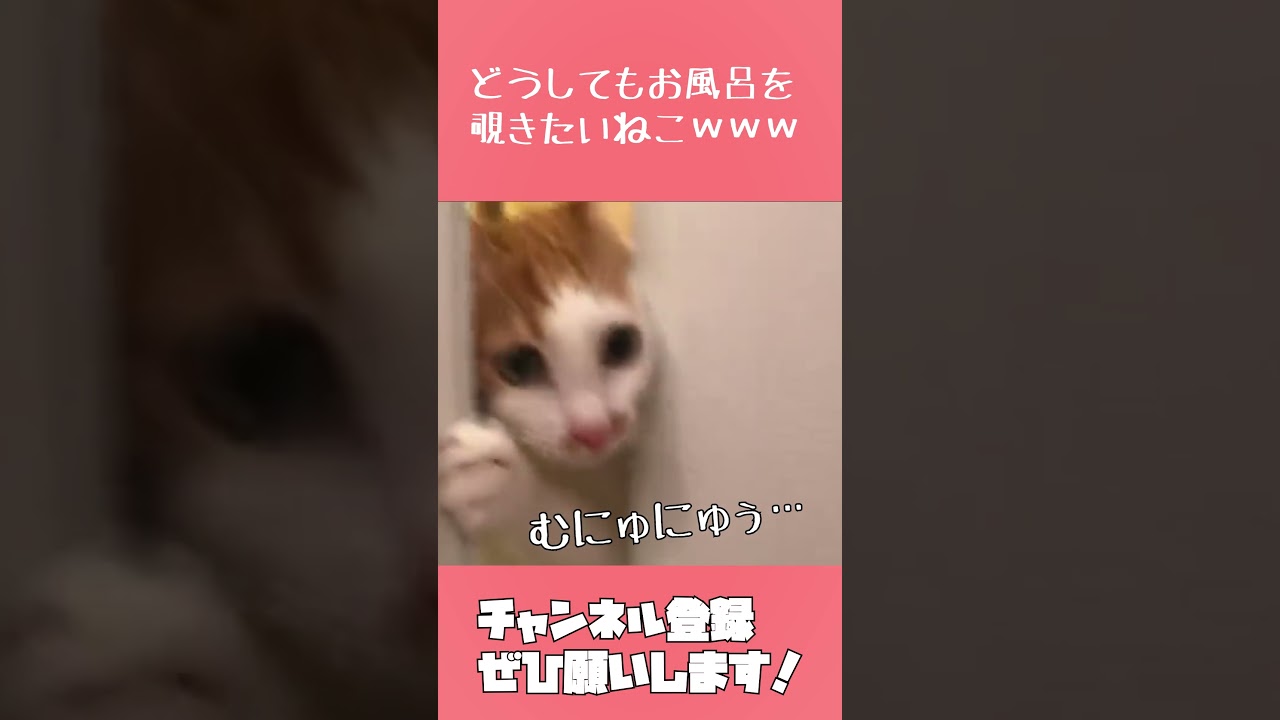 顔ねじ込んでまでお風呂を覗きたい猫が可愛すぎるｗｗｗ #shrots #ねこ