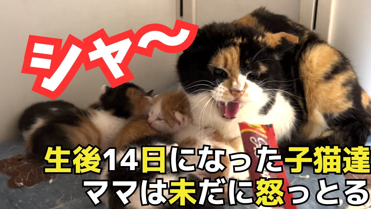 【生後14日】ママ怒り！子猫の無防備な姿にニヤつく動画