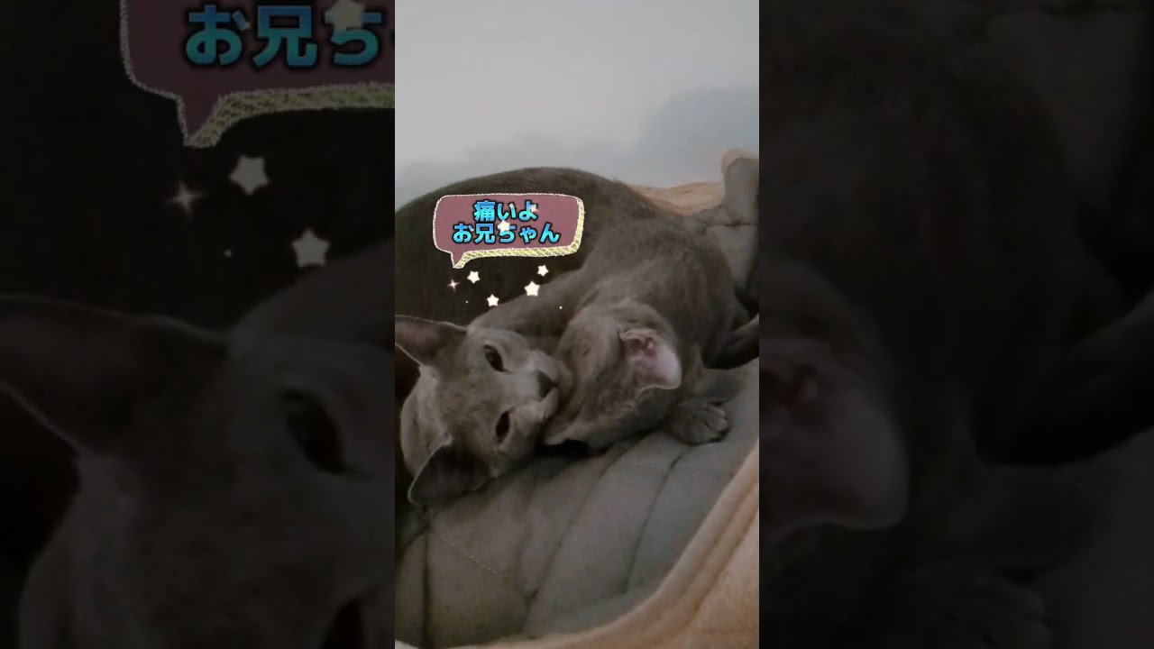 思わず噛んじゃった?💗🐈‍⬛💗🐈‍⬛ #ロシアンブルー #russianblue #子猫