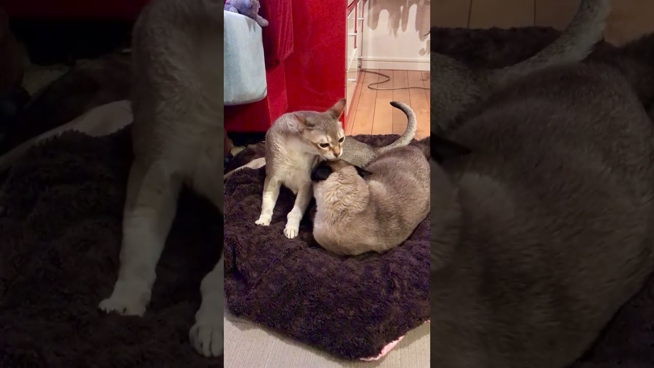 猫団子よりペロペロしたいシンガプーラなのにゃ♪