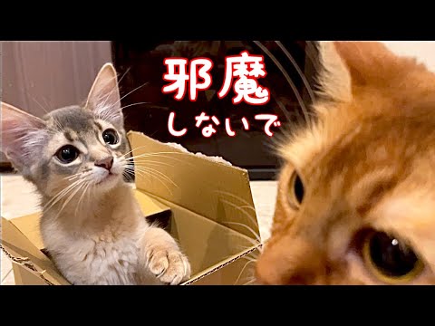 【癒し閲覧注意】これは僕の段ボールなんだ❣️【ソマリ】