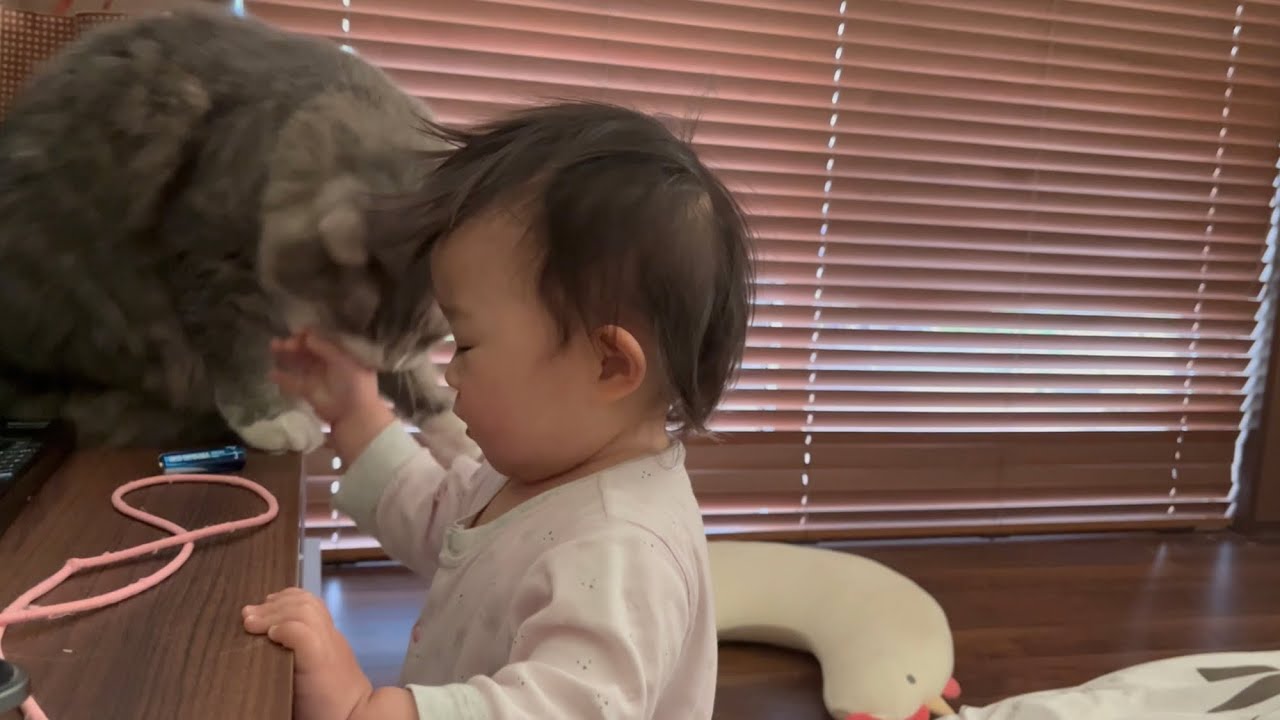 強くなった赤ちゃんにも優しい教育をする猫　ノルウェージャンフォレストキャット　A cat that gently bites a baby
