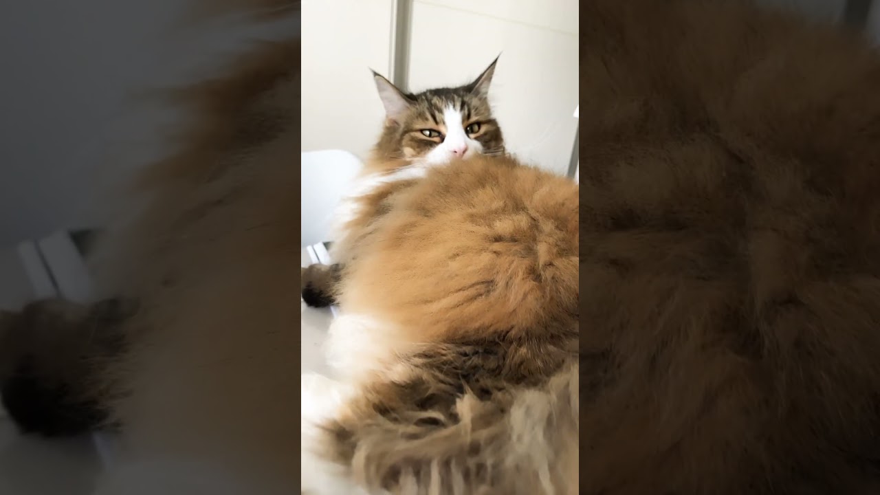 #ノルウェージャンフォレストキャット #cat #猫 #cats #かわいい #猫動画 #shortsvideo #猫との暮らし #大型猫 #かわいい猫 #shorts