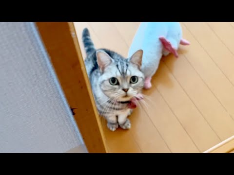 あいちゃんの『お腹いっぱい』の儀式がかわいすぎる！