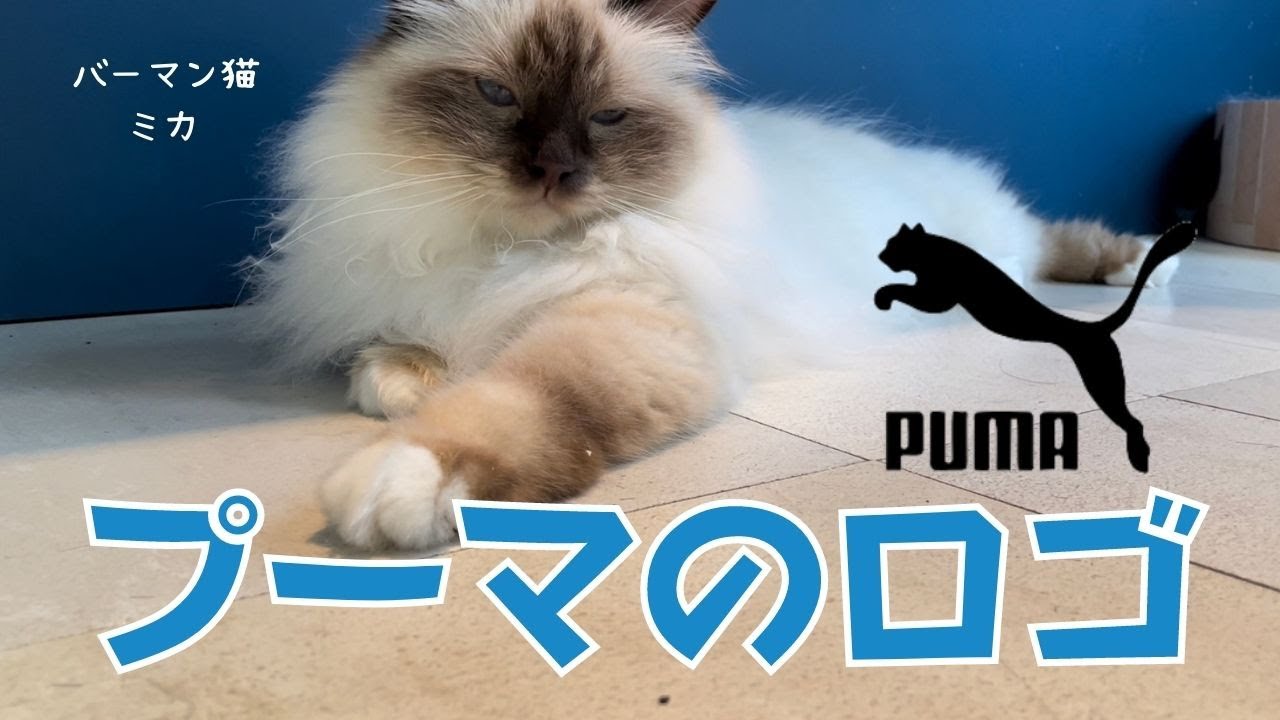 ホンマはピューマやけどニャ【プーマのロゴ】PUMA（バーマン猫）Birman/Cat