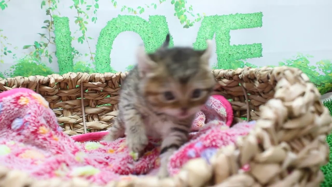 Coo&RIKU　No629184アメリカンカール