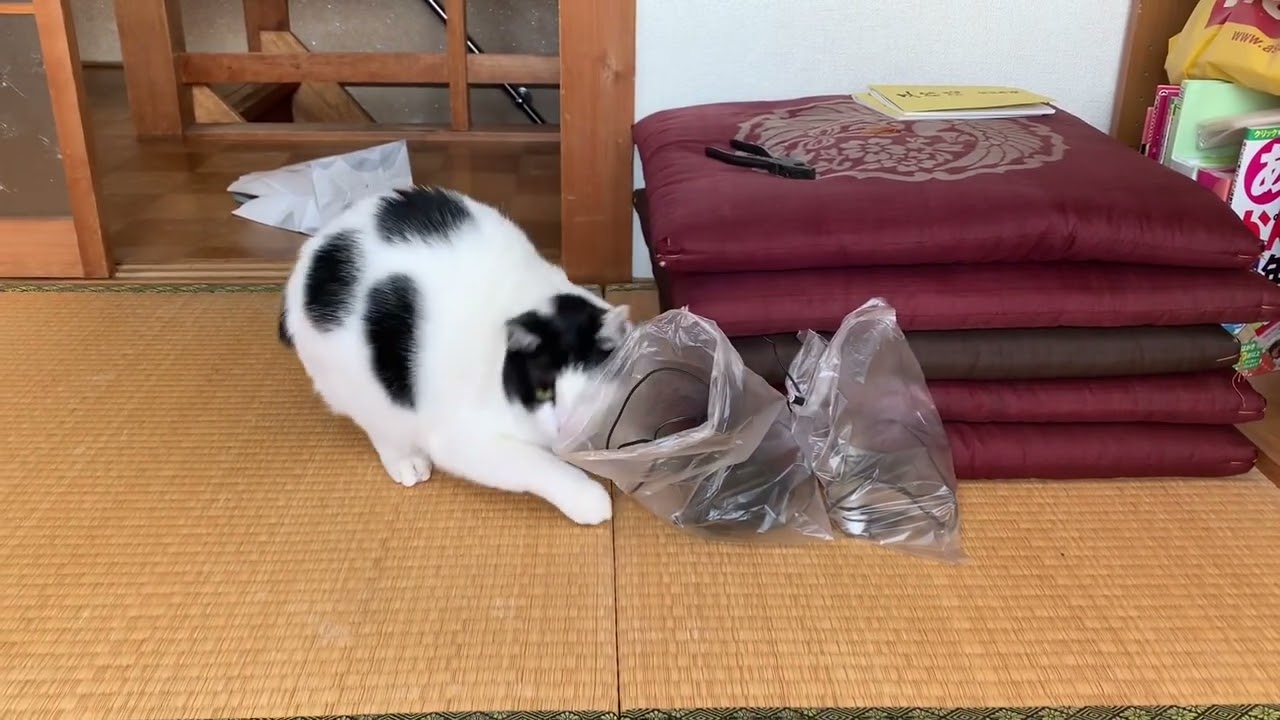 「ケーブル噛んどるにゃ」