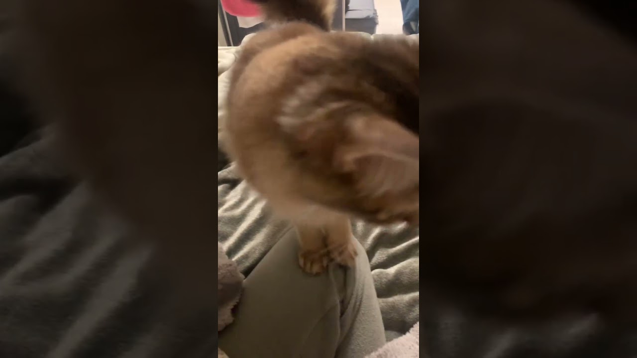 ひざによじ登って来る猫 #ロシアンブルー #ソマリ #しっぽ吸い