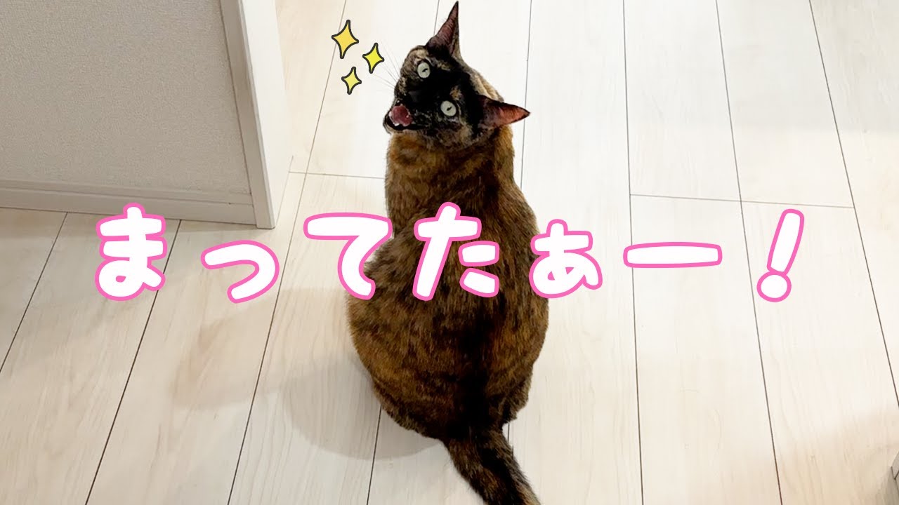 ママの家事終わりを待つサビ猫が可愛いの極みです！