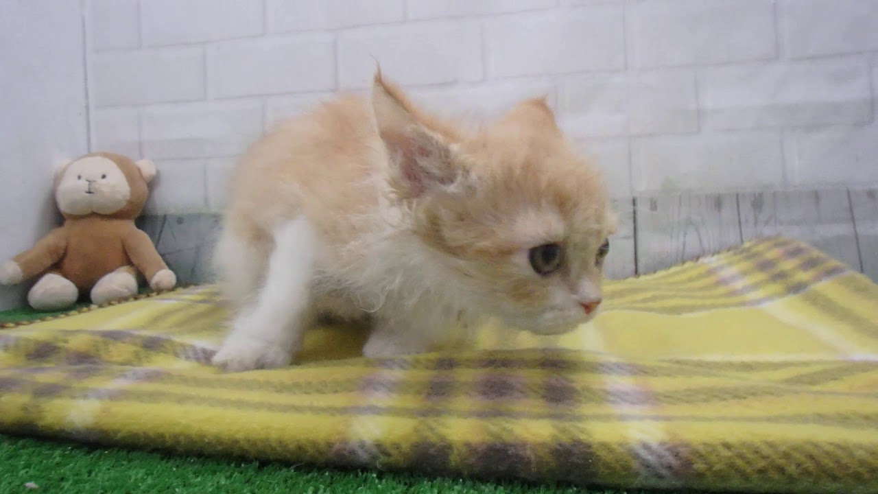 00486384 セルカークレックス