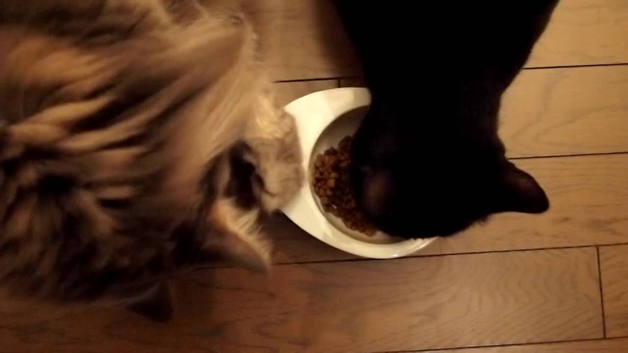 ボンベイとメインクーンのお食事マナー