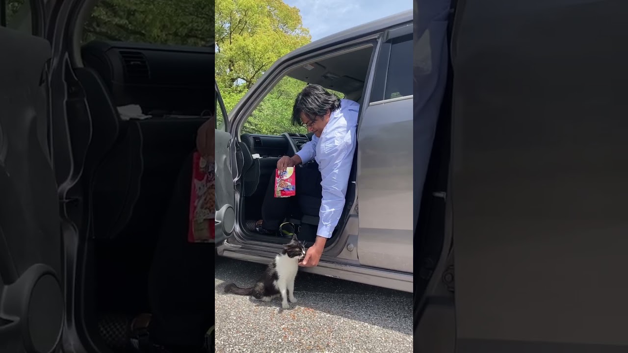 Stray cats and me #cats #cat #catlover #straycat #日本 #猫 #地域猫 #ねこ動画 #かわいい猫 #shorts #viral #pets