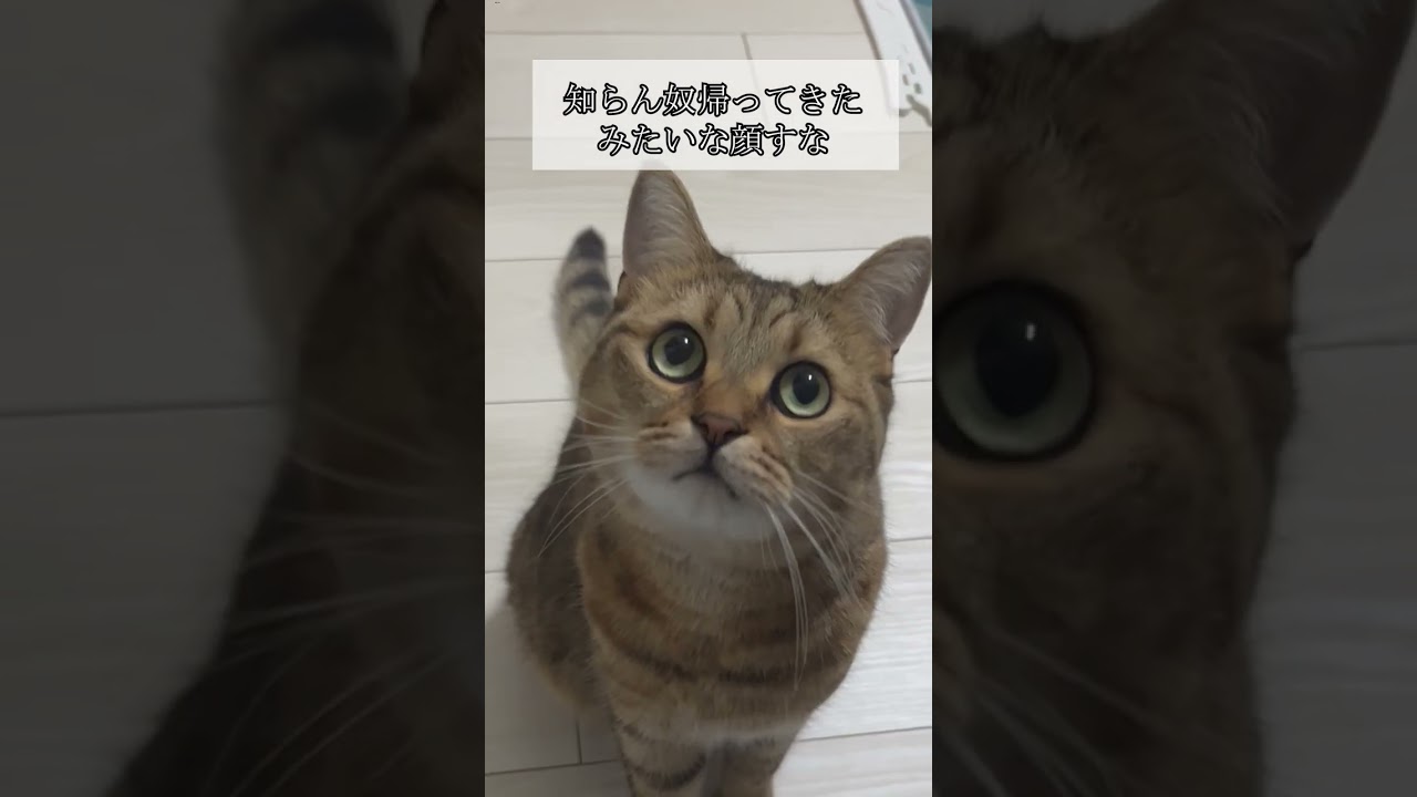 【猫動画】「知らん人帰ってきたぁ…」みたいな顔すな　#shorts