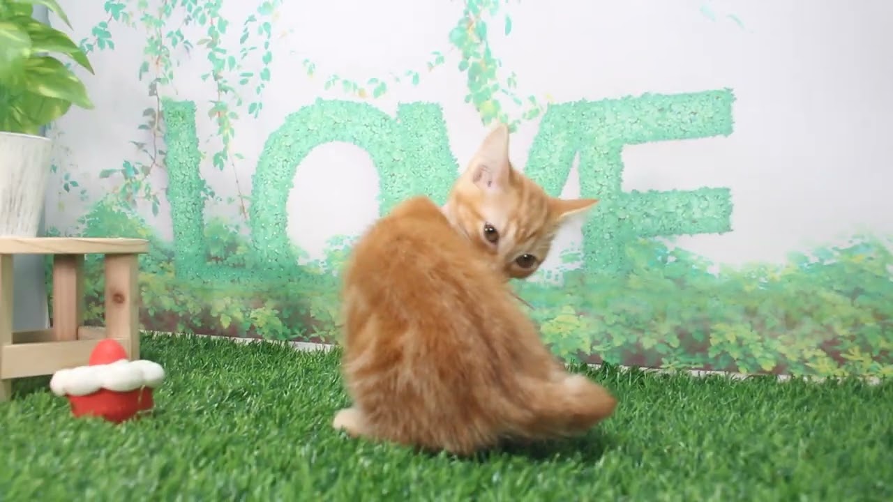 Coo&RIKU　No622680　アメリカンショートヘアー