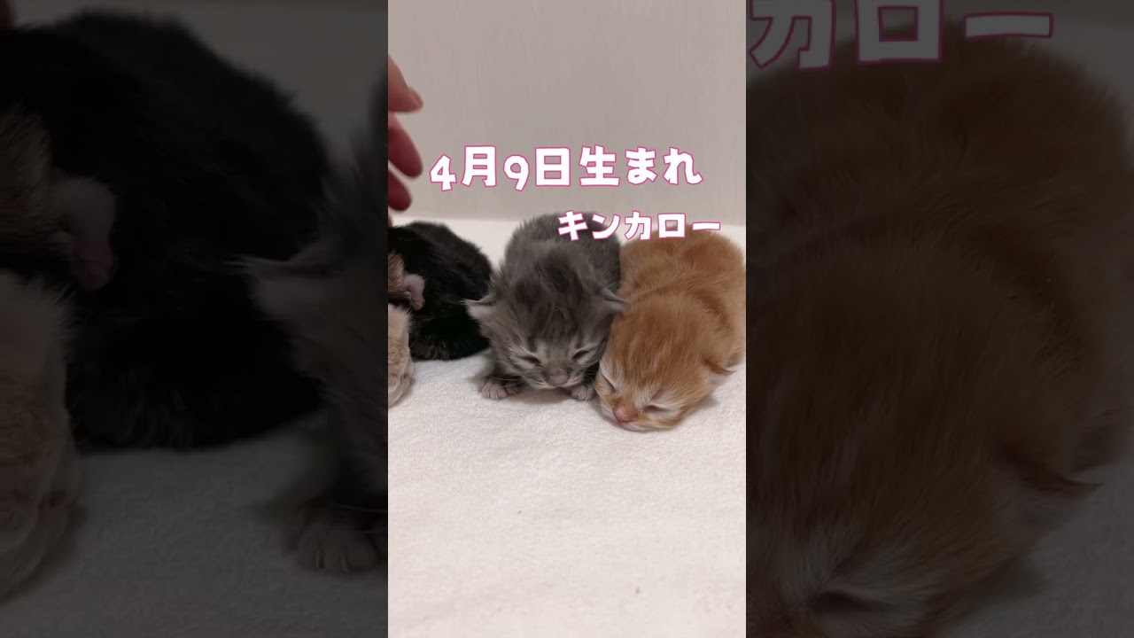 【今日もふ】キンカロー子猫さん♡DAY4【2023年4月13日】
