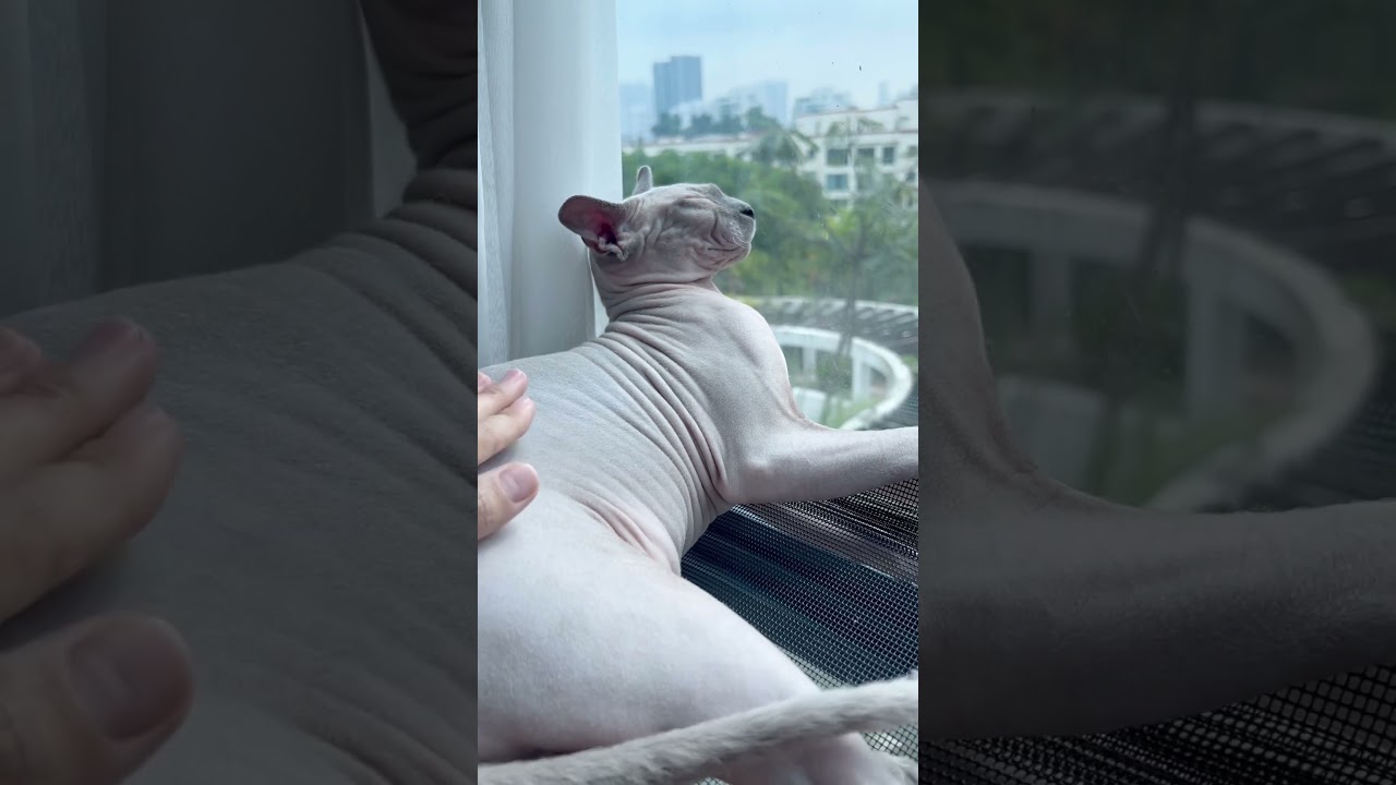 毛のない猫の肌の音が心地良い【スフィンクス猫】