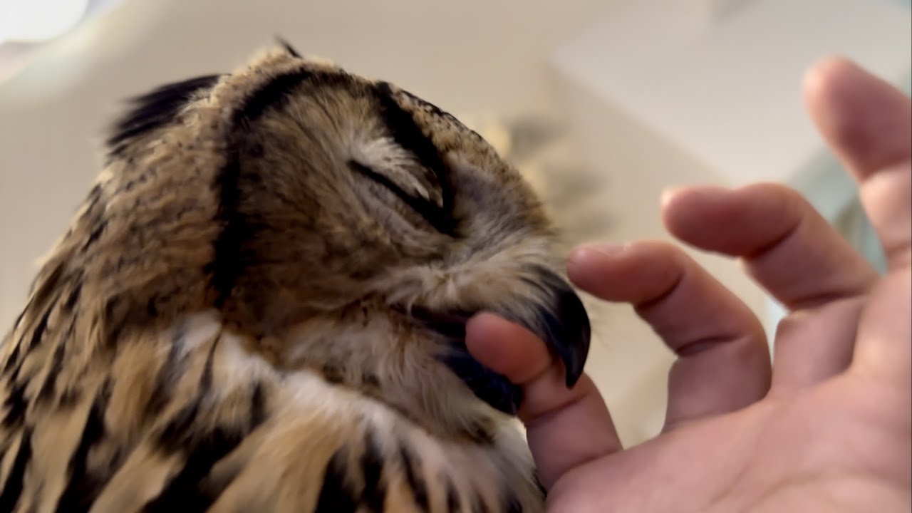 #718 飼い主に戯れるフクロウ Owl playing with its owner【ベンガルワシミミズク】