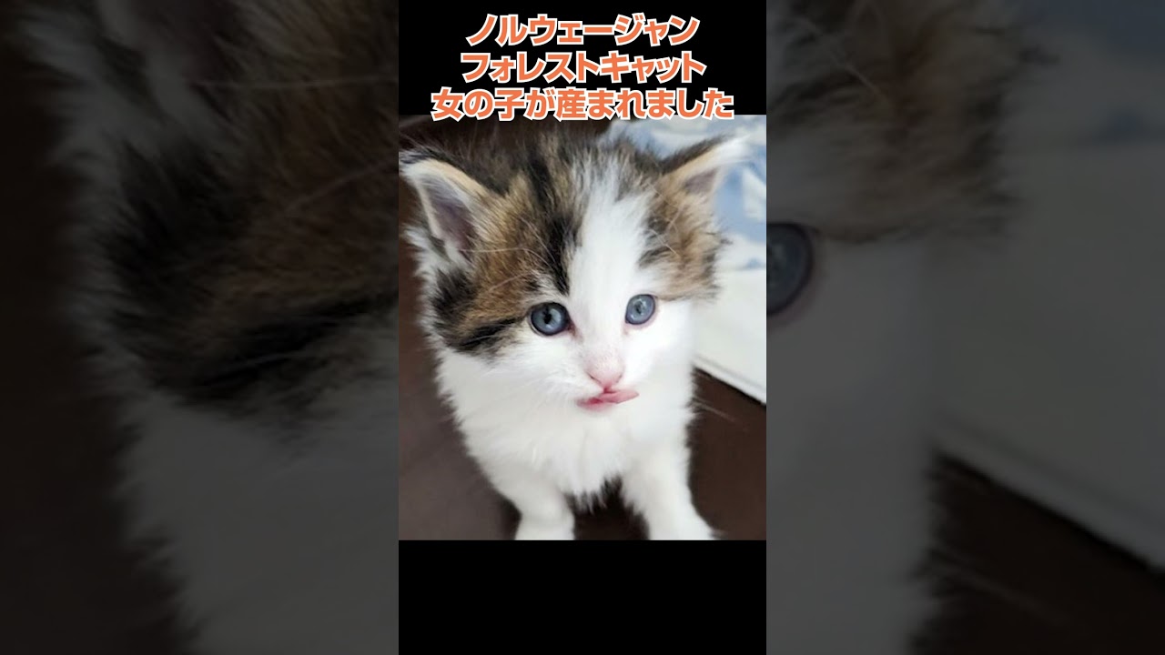 かわいいノルウェージャンフォレストキャットが産まれました🐈横浜 子猫専門ブリーダー「律子の部屋」 #shorts #ラグドール#猫のいる暮らし