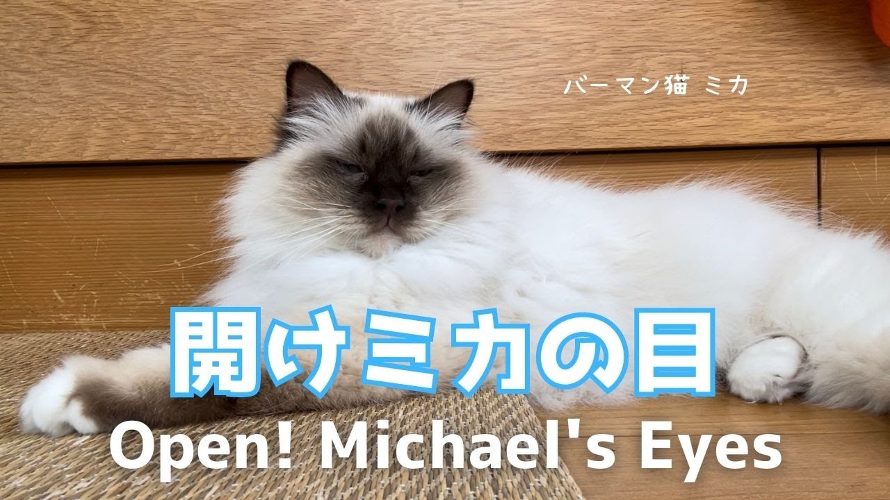 バーマン猫ミカ【開けミカの目】Open! Michael's Eyes（バーマン猫）Birman/Cat