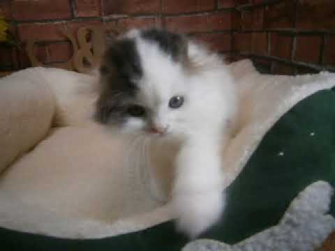 625355 スコティッシュフォールド