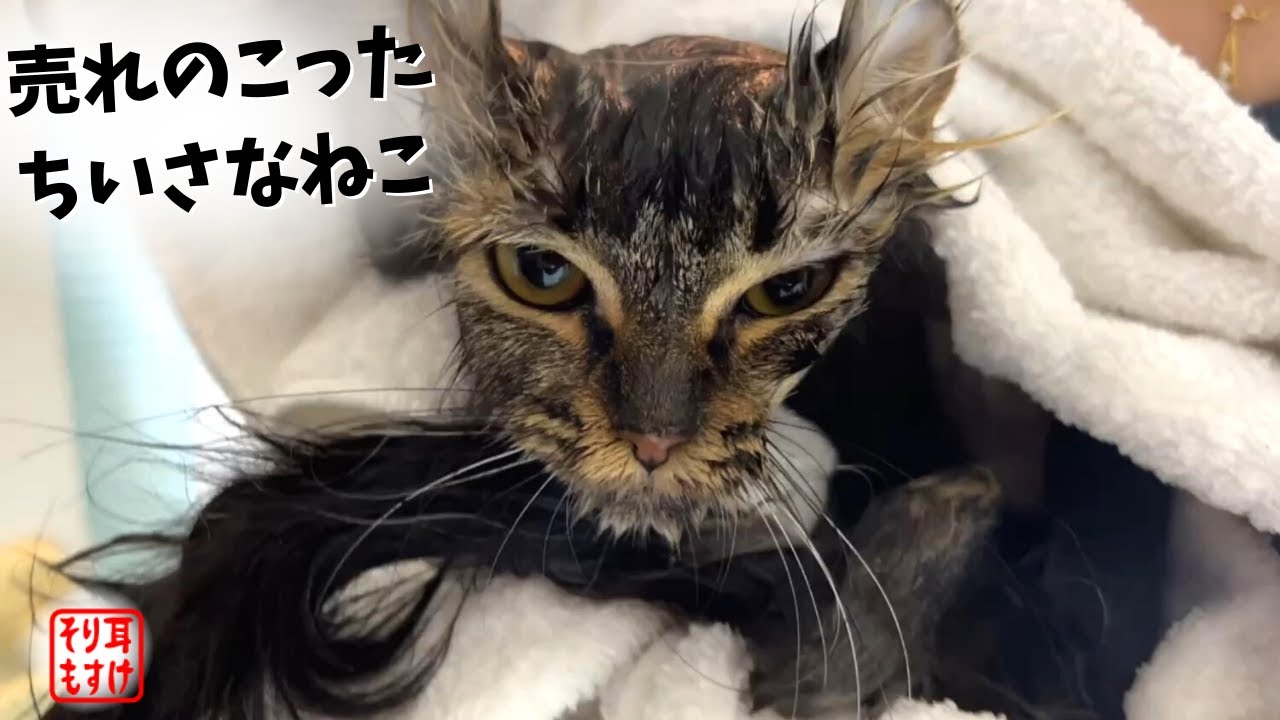 ショップの売れ残り、ガリガリの子猫をお迎えして１か月・・