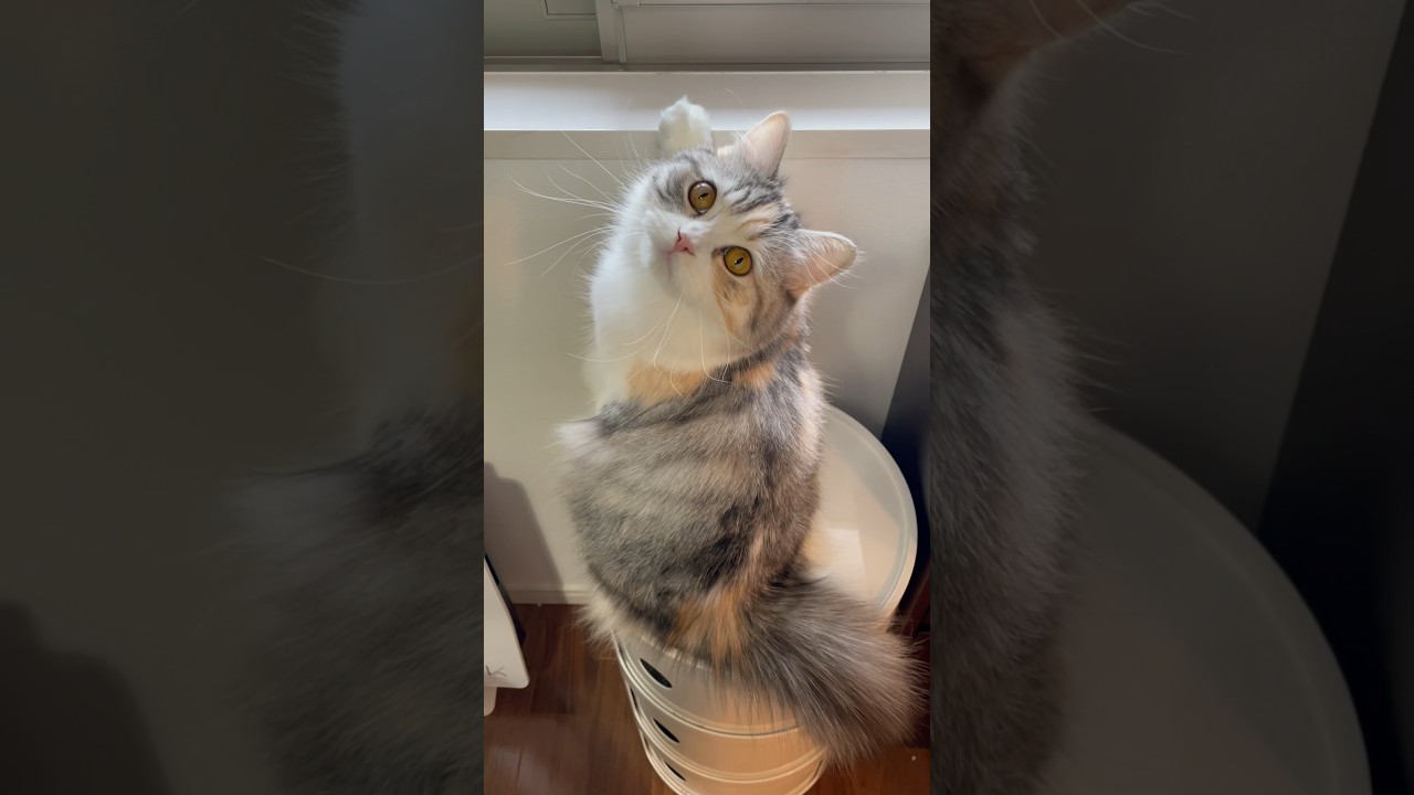 振り返り美人💕 #sorts #cat #子猫 #猫 #癒し #cutecat #cute #スコティッシュフォールド