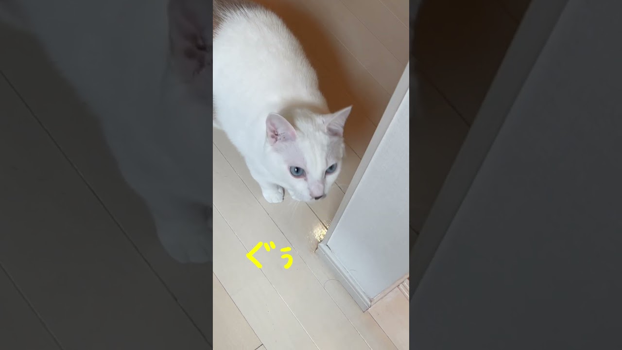遊んでほしいとグゥグゥ鳴き始める弟猫#shorts