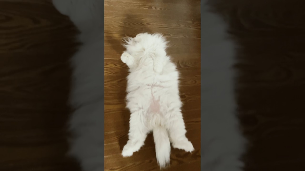 無防備な猫【defenseless cat】#shorts #cat #スコティッシュフォールド