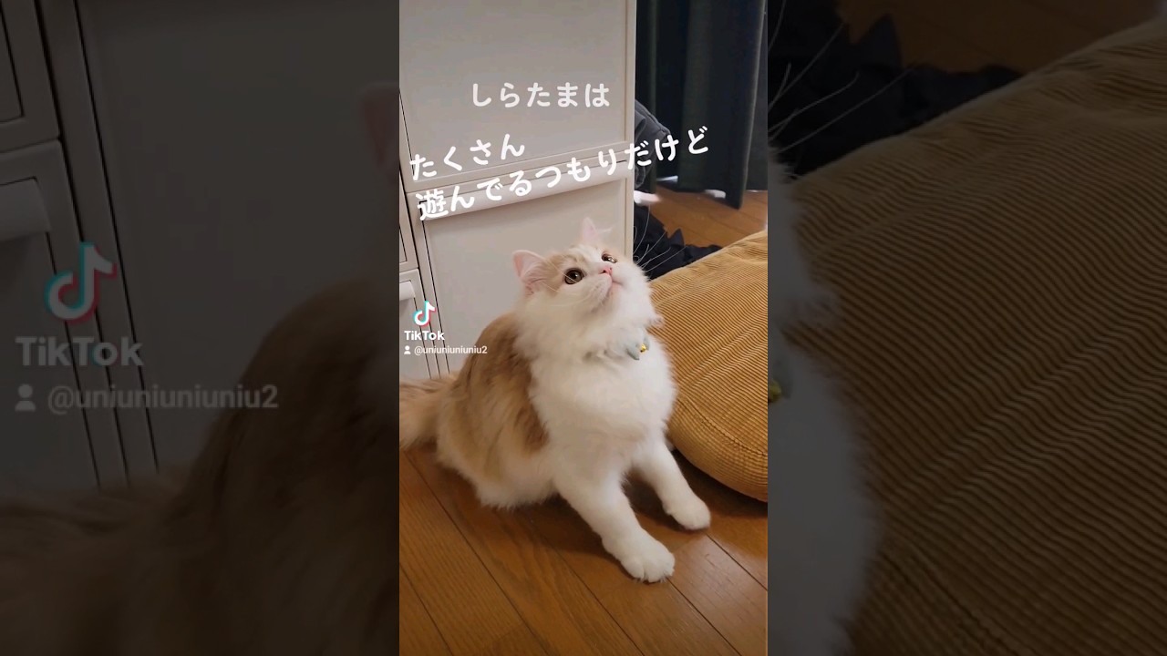楽しそうな子猫、よく見ると… #ラガマフィン #猫動画 #cat #子猫