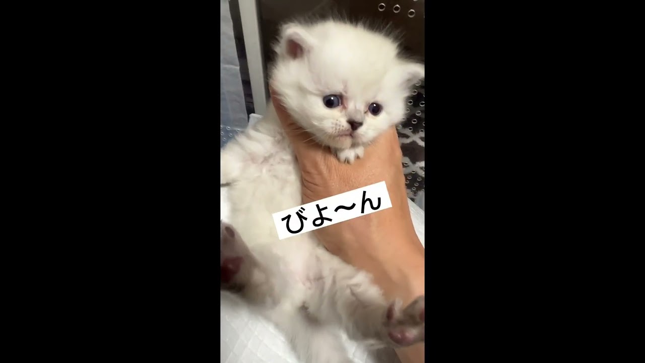 サイベリアン 大人気のネヴァマスカレードです。