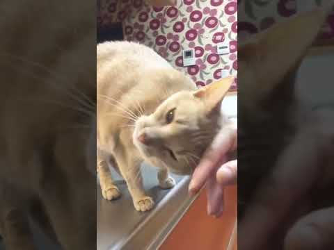 【Mugipp】Mugi loves mom! 【cute】【abyssinian】【可愛い】【ねこ】【アビシニアン】
