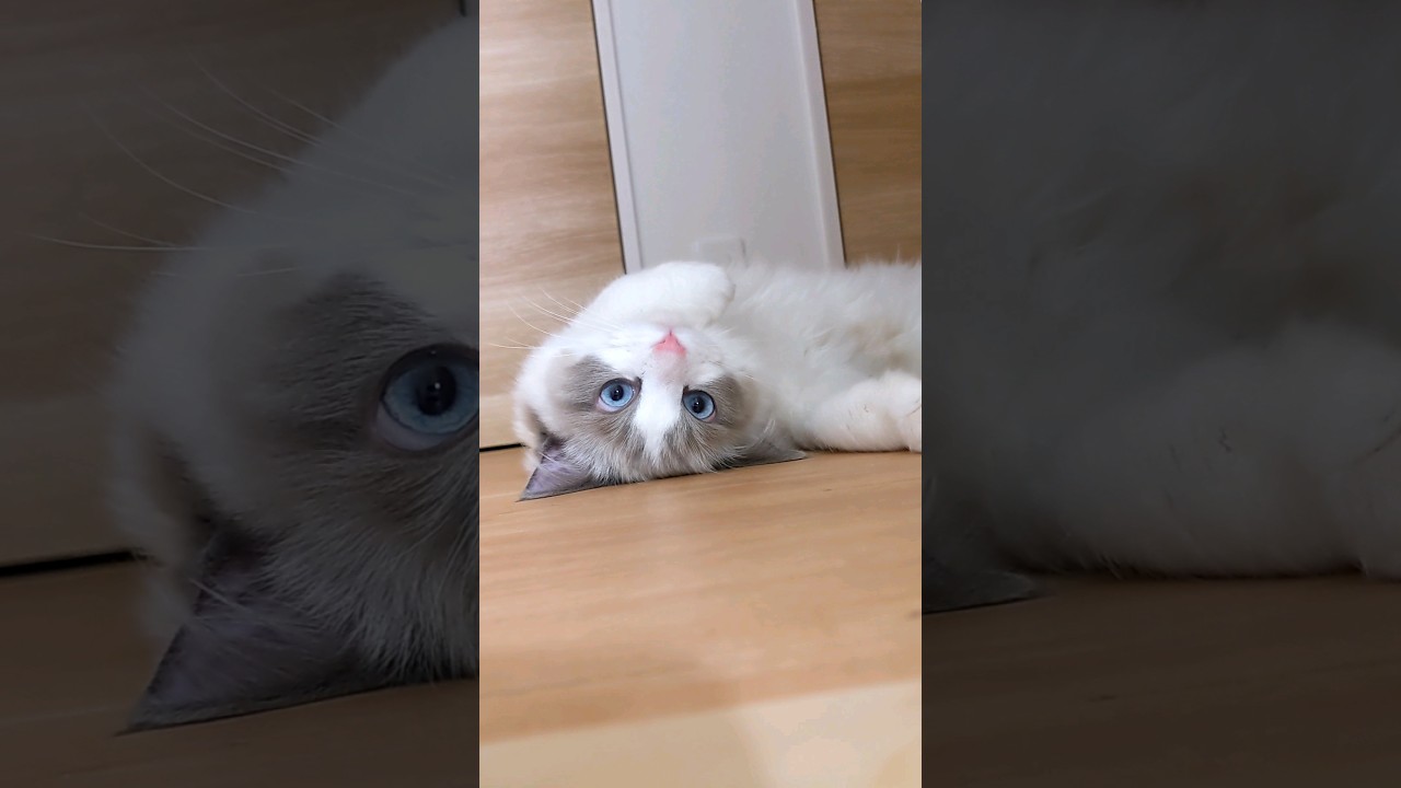 ごろごろシャオル #猫 #cat #ラグドール