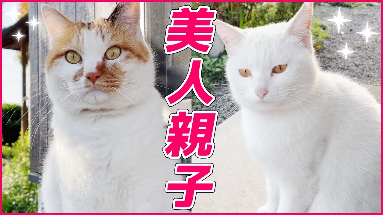 猫界一の美人親子の共演をどうぞご覧ください！[三毛母猫と子猫]