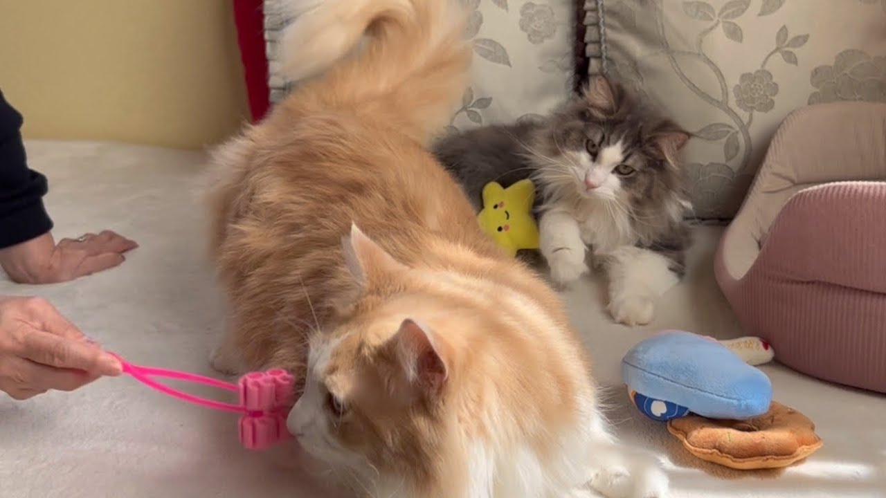 【くるくる】ばあばがマッサージしてあげまーす！ノルウェージャンフォレストキャット❤︎