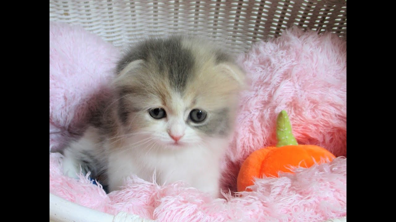 ☆中山店☆スコティッシュフォールド☆4/18お家が決まりました♪