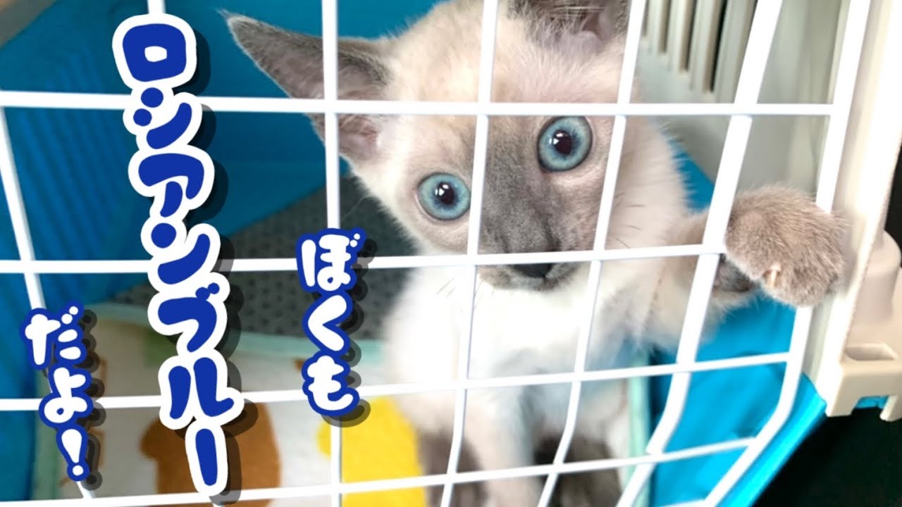 【1日目】白いロシアンブルーの子猫がやって来た♪｜スコティッシュフォールド＆ロシアンブルー