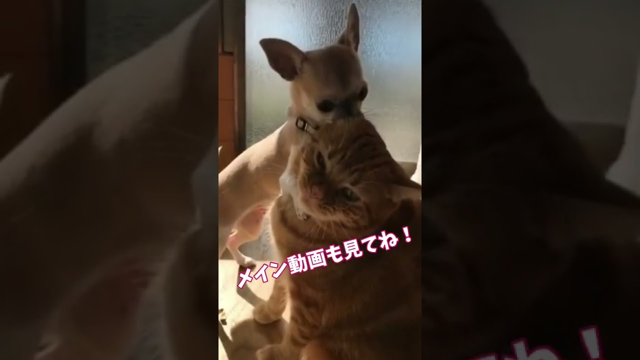 アメリカンショートヘアレッドタビーとチワワ#shorts