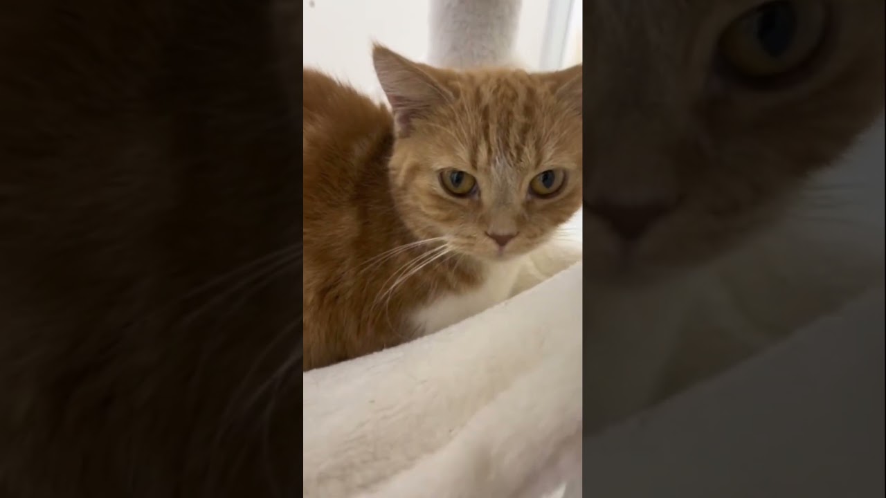 どうしたの？？#スコティッシュフォールド #すこてぃっしゅふぉーるど #猫 #猫好きさんと繋がりたい #猫動画 #ねこのいる生活 #癒され猫動画 #猫になりたい #ペットモデル大募集 #short