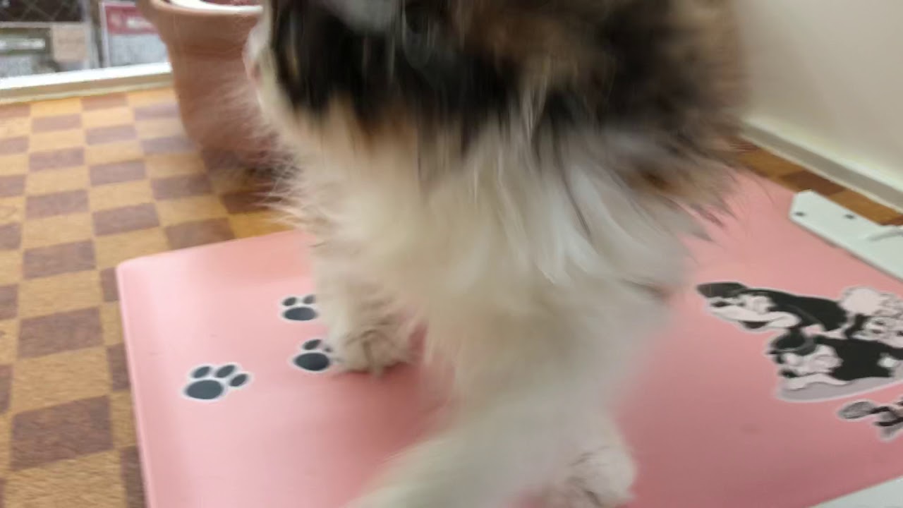 垂れ耳ロングのスコティッシュフォールドの女の子