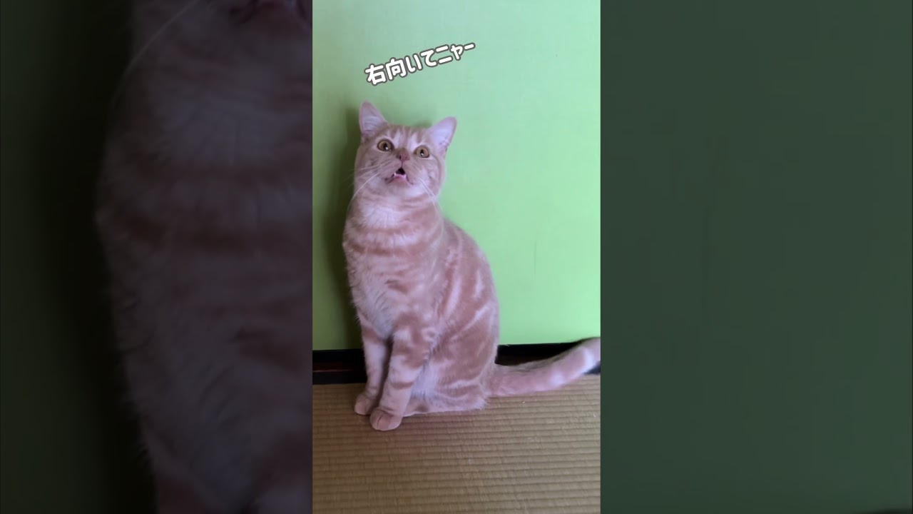 色々なニャーまとめてみました🤦‍♀️💓 #マンチカン #ねこのいる生活 #猫 #ねこすきさんと繋がりたい #munchkin#short