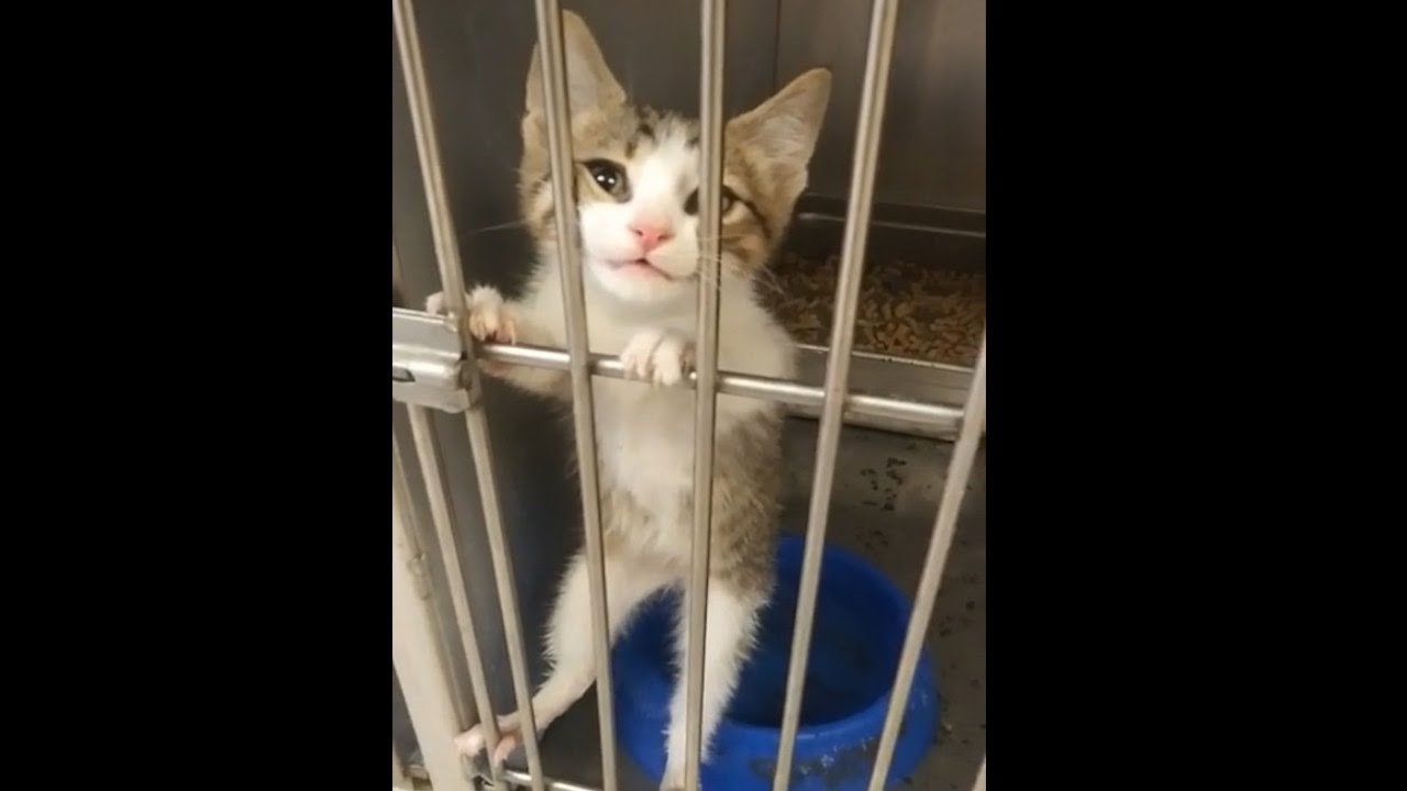 保護施設で猛アピールしてくる子猫「私も連れてって！」その姿に心打たれた女性は行動を起こす【感動実話 動物】