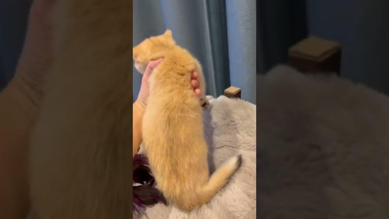 販売中の猫ちゃんーーブリティッシュショートヘアー　女の子♀